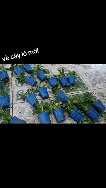 tiêu thảo và nana. Mua bán Cây cảnh, đồ trang trí tại Quận Liên Chiểu Đà Nẵng được đăng bởi Trương Ngân Hà hình 1