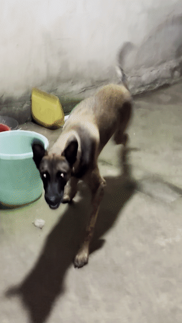 Chó Becgie Malinois Bỉ Đực 6 tháng Nâu vàng. Mua bán Chó tại Quận Tân Phú Tp Hồ Chí Minh được đăng bởi Xuân Mai hình 1
