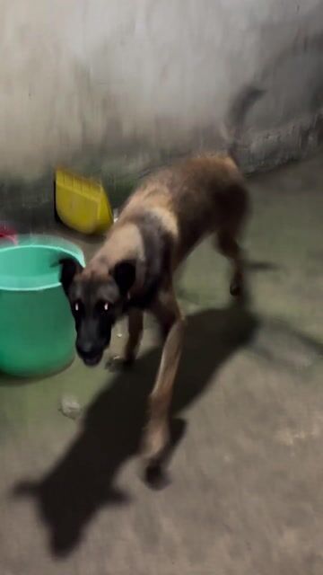 Chó Becgie Malinois Bỉ Đực 6 tháng Nâu vàng. Mua bán Chó tại Quận Tân Phú Tp Hồ Chí Minh được đăng bởi Xuân Mai hình 1