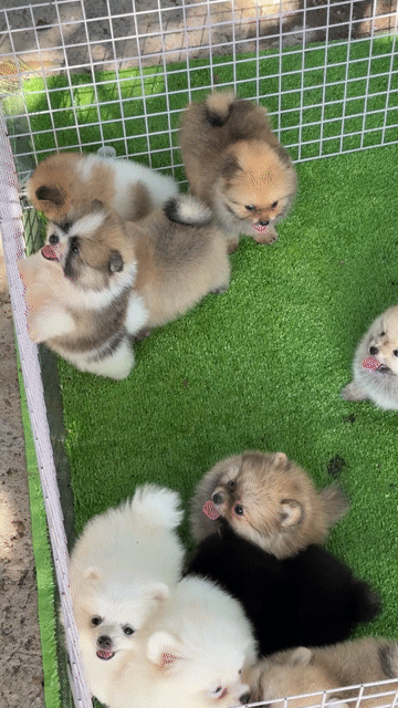 Chó Pomeranian nhiều màu lông dày cả hai. Mua bán Chó tại Huyện Bình Chánh Tp Hồ Chí Minh được đăng bởi Ken péthop hình 1