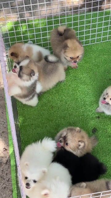 Chó Pomeranian nhiều màu lông dày cả hai. Mua bán Chó tại Huyện Bình Chánh Tp Hồ Chí Minh được đăng bởi Ken péthop hình 1