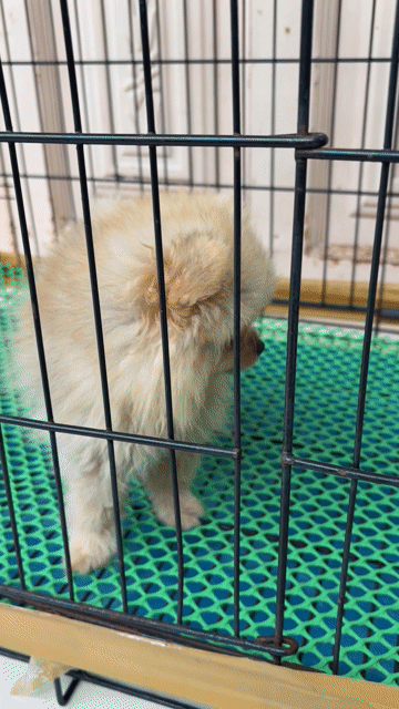 Chó Phốc Sóc Pom Thái đã chích 2 mũi. Mua bán Chó tại Thành phố Thủ Dầu Một Bình Dương được đăng bởi phạm thời công  hình 1