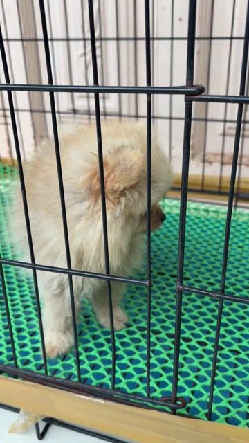 Chó Phốc Sóc Pom Thái đã chích 2 mũi. Mua bán Chó tại Thành phố Thủ Dầu Một Bình Dương được đăng bởi phạm thời công  hình 1
