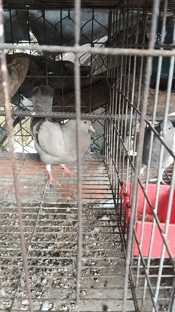 Chim bồ câu Titan trống. Mua bán Chim tại Huyện Bến Lức Long An được đăng bởi Nguyễn đình thi hình 1