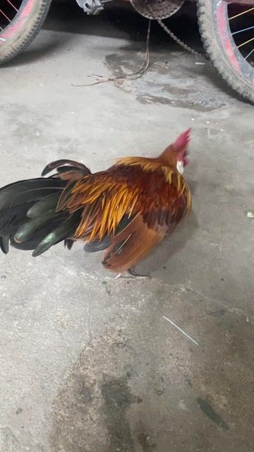 Gà cảnh Đực Nâu vàng Khỏe mạnh. Mua bán Gà tại Thành phố Thuận An Bình Dương được đăng bởi tình yêu phương xa hình 1