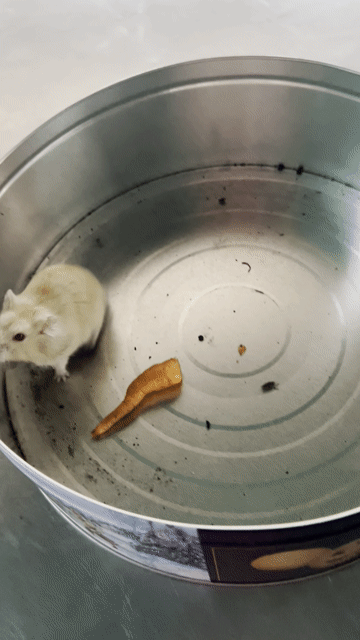Chuột Hamster vàng nhạt. Mua bán Thú cưng khác tại Quận Bình Tân Tp Hồ Chí Minh được đăng bởi Lê Kim Thuý hình 1