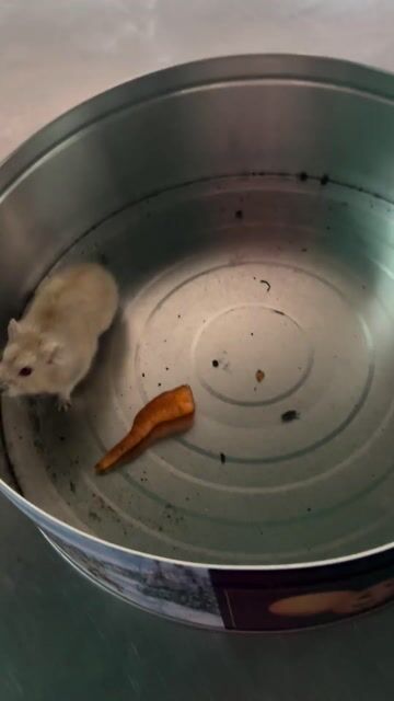 Chuột Hamster vàng nhạt. Mua bán Thú cưng khác tại Quận Bình Tân Tp Hồ Chí Minh được đăng bởi Lê Kim Thuý hình 1