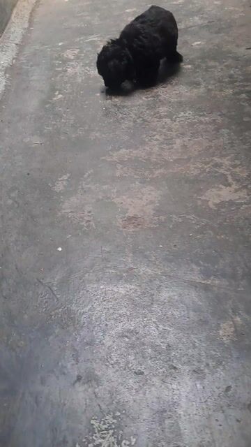 Chó Poodle lai đực gân 2 tháng. Mua bán Chó tại Quận Phú Nhuận Tp Hồ Chí Minh được đăng bởi A Tuấn  hình 1