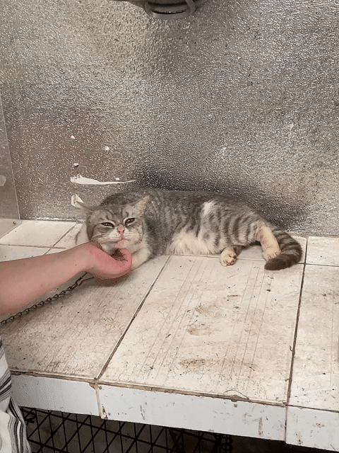 Mèo Trắng xám 1 năm tuổi. Mua bán Mèo tại Huyện Sóc Sơn Hà Nội được đăng bởi le quang  hình 1