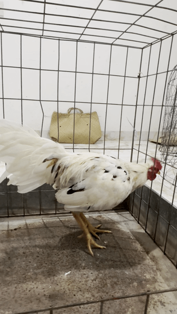Buom 2kg050 8thang. Mua bán Gà tại Huyện Củ Chi Tp Hồ Chí Minh được đăng bởi Nguyễn thanh Minh hình 1