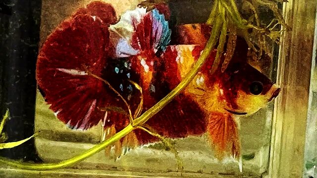 koi red neon nemo galaxy. Mua bán Thú cưng khác tại Quận Bình Thạnh Tp Hồ Chí Minh được đăng bởi Nguyễn Trung Hiếu hình 1