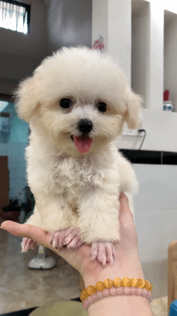 Poodle tiny mặt xinh chân ngắn. Mua bán Chó tại Quận Bình Thạnh Tp Hồ Chí Minh được đăng bởi PET SHOP NẮNG hình 1