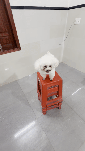 Chó Poodle Tini đực 13 tháng. Mua bán Chó tại Huyện Xuyên Mộc Bà Rịa - Vũng Tàu được đăng bởi Nguyễn Văn Thanh hình 1