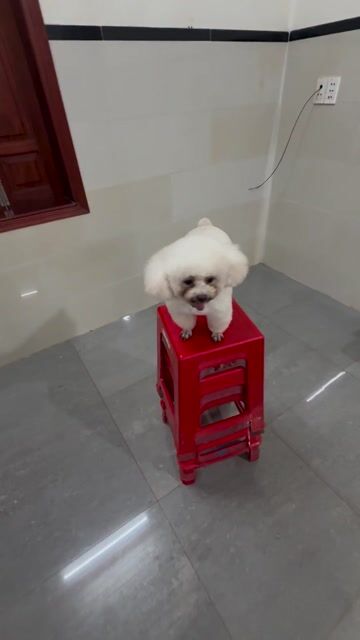 Chó Poodle Tini đực 13 tháng. Mua bán Chó tại Huyện Xuyên Mộc Bà Rịa - Vũng Tàu được đăng bởi Nguyễn Văn Thanh hình 1