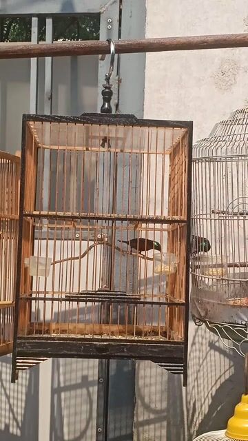 Chim hút mật 7m Bộ to dài đòn. Mua bán Chim tại Thành phố Thủ Đức Tp Hồ Chí Minh được đăng bởi Nguyễn Quang Vinh hình 1