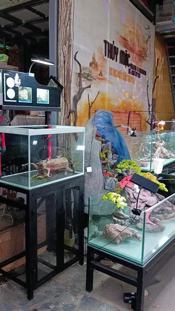 Hồ cá cảnh 60x40x40cm. Mua bán Phụ kiện, Thức ăn, Dịch vụ tại Thị xã Phú Mỹ Bà Rịa - Vũng Tàu được đăng bởi Hồ lướt thanh lý  hình 1