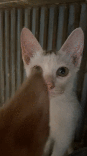 Mèo Anh lai trên 3 tháng tuổi. Mua bán Mèo tại Quận Cầu Giấy Hà Nội được đăng bởi Nguyễn Thị Thục hình 1