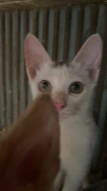 Mèo Anh lai trên 3 tháng tuổi. Mua bán Mèo tại Quận Cầu Giấy Hà Nội được đăng bởi Nguyễn Thị Thục hình 1