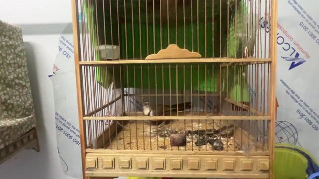 thanh lý cả chim và lồng 450k chim trống. Mua bán Chim tại Huyện Hóc Môn Tp Hồ Chí Minh được đăng bởi nguyễn công phú hình 1