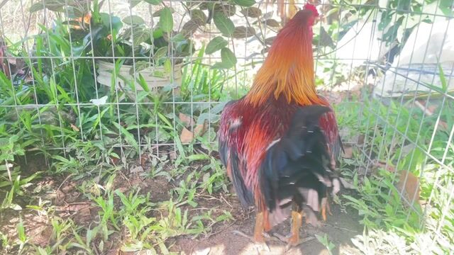 Gà chọi 3kg Đực. Mua bán Gà tại Huyện Châu Thành Kiên Giang được đăng bởi Chuyên gà đá  hình 1