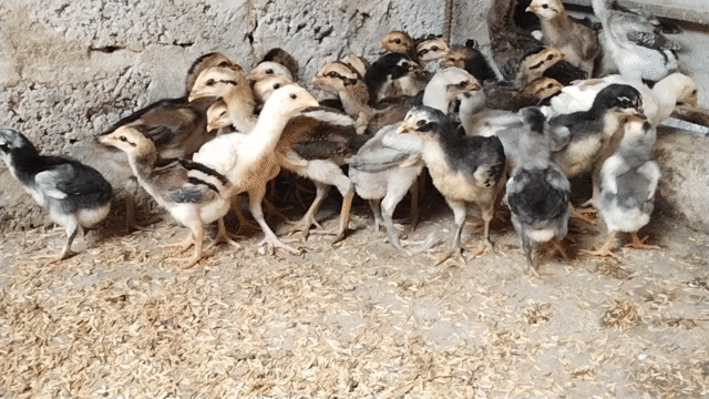 Gà chọi giống Đa sắc. Mua bán Gà tại Huyện Đông Sơn Thanh Hóa được đăng bởi Lê quang hà  hình 1