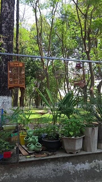 Chim sâu đầu đỏ. Mua bán Chim tại Thành phố Biên Hòa Đồng Nai được đăng bởi Hieu hình 1