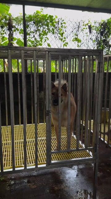 Chó Bạc Hà Nâu vàng Đã tiêm phòng. Mua bán Chó tại Thành phố Biên Hòa Đồng Nai được đăng bởi Trần Công Phong hình 1