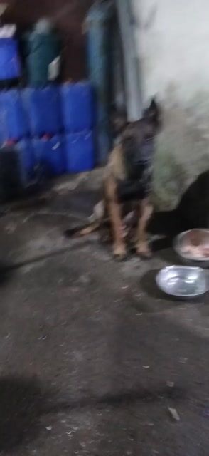 Becgie Bỉ cái bầu vừa phối tuần . Mua bán Chó tại Huyện Bình Chánh Tp Hồ Chí Minh được đăng bởi Anh nông dân da đen hình 1