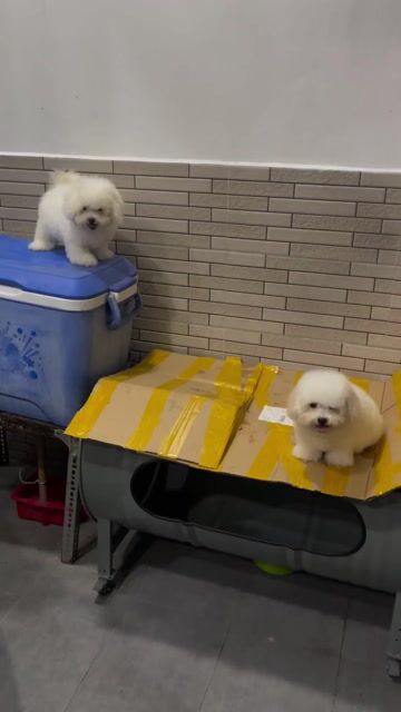 Chó Bichon đực cái dưới 3 tháng. Mua bán Chó tại Quận Ninh Kiều Cần Thơ được đăng bởi Nguyen khoi hình 1