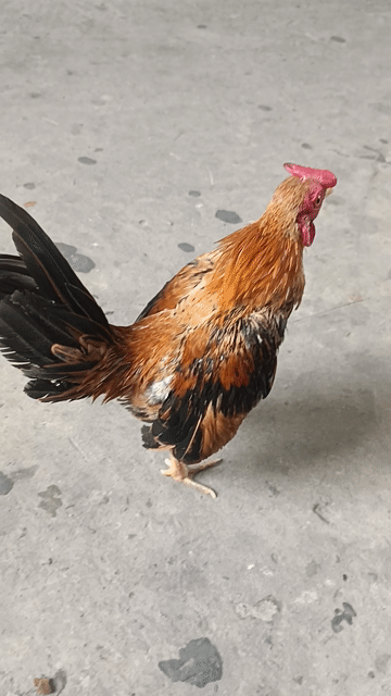 gà tre bắc cọc 4lạng7. Mua bán Gà tại Huyện Cờ Đỏ Cần Thơ được đăng bởi Hiếu Còi hình 1