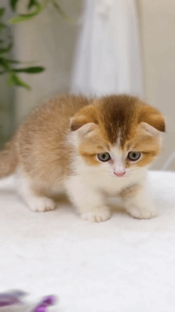 Mèo MISTHY HOUSE munchkin chân lùn gold tabby. Mua bán Mèo tại Thành phố Thủ Đức Tp Hồ Chí Minh được đăng bởi Âu Minh Huy hình 1