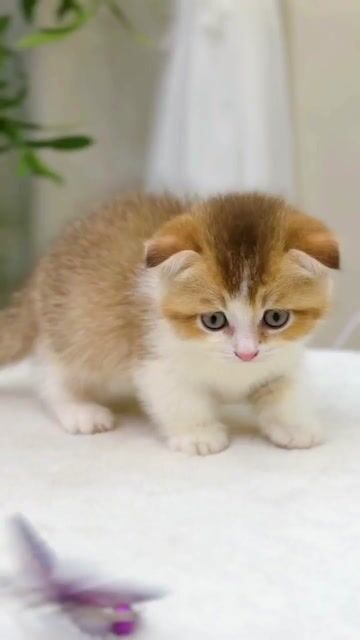 Mèo MISTHY HOUSE munchkin chân lùn gold tabby. Mua bán Mèo tại Thành phố Thủ Đức Tp Hồ Chí Minh được đăng bởi Âu Minh Huy hình 1