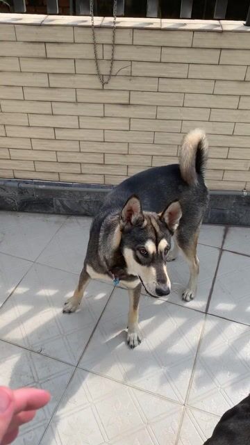 Chó Becgie lai Husky F1 ĐỰC. Mua bán Chó tại Thành phố Thủ Đức Tp Hồ Chí Minh được đăng bởi NDTHưng hình 1