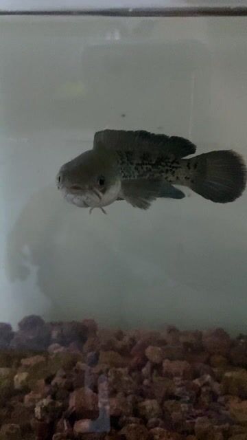 Cá Lóc Tiểu Hoàng Đế 14cm 2 fin đang lên. Mua bán Thú cưng khác tại Huyện Nhà Bè Tp Hồ Chí Minh được đăng bởi Kiệt Tuấn hình 1