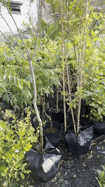Lựu Ấn Độ cây lớn một cốt khoẻ đẹp đang bông. Mua bán Cây cảnh, đồ trang trí tại Quận Gò Vấp Tp Hồ Chí Minh được đăng bởi Vườn Kiểng Nhà Nị Ny hình 1