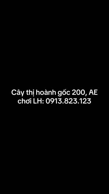 Cây thị cổ thụ hơn 200 năm. Mua bán Cây cảnh, đồ trang trí tại Thành phố Tây Ninh Tây Ninh được đăng bởi PCCC Tây Ninh hình 1