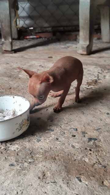 Chó Phốc Hươu đực 2 tháng. Mua bán Chó tại Quận 7 Tp Hồ Chí Minh được đăng bởi nguyễn thanh phomg hình 1