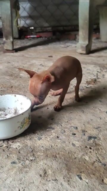 Chó Phốc Hươu đực 2 tháng. Mua bán Chó tại Quận 7 Tp Hồ Chí Minh được đăng bởi nguyễn thanh phomg hình 1