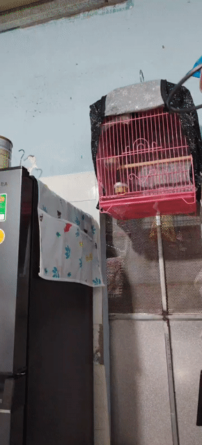 thanh lý em chìa vôi. Mua bán Chim tại Thành phố Biên Hòa Đồng Nai được đăng bởi Nam Nhung Diep Ly hình 1