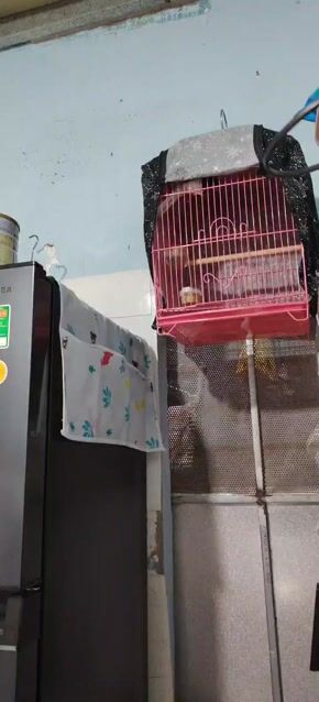 thanh lý em chìa vôi. Mua bán Chim tại Thành phố Biên Hòa Đồng Nai được đăng bởi Nam Nhung Diep Ly hình 1