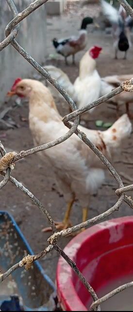 Gà nòi Trắng bông chấm bi. Mua bán Gà tại Quận Ô Môn Cần Thơ được đăng bởi PI PETS dhth ct hình 1