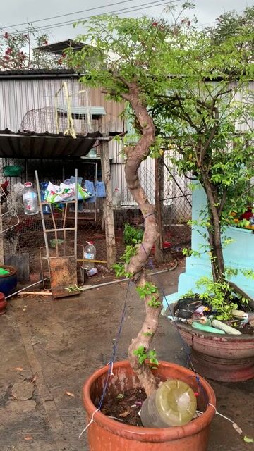 Cây cảnh Hoa giấy Tím. Mua bán Cây cảnh, đồ trang trí tại Thành phố Thủ Dầu Một Bình Dương được đăng bởi Trường An hình 1