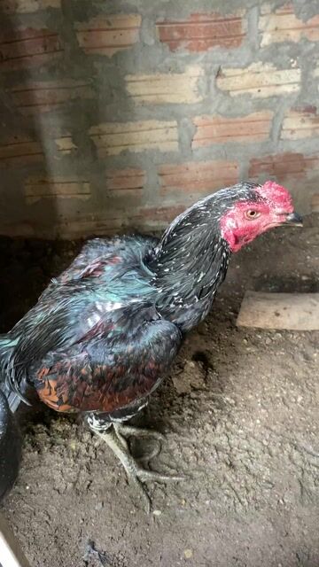 Gà chọi 28.5kg đực 9 tháng. Mua bán Gà tại Huyện Hoài Đức Hà Nội được đăng bởi Nguyễn Hiền Thái hình 1