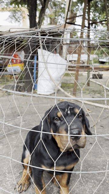 Chó Rottweiler con Đã chích ngừa. Mua bán Chó tại Thành phố Long Xuyên An Giang được đăng bởi Trại Chó Rottweiler Trị An hình 1