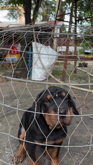 Chó Rottweiler con Đã chích ngừa. Mua bán Chó tại Thành phố Long Xuyên An Giang được đăng bởi Trại Chó Rottweiler Trị An hình 1