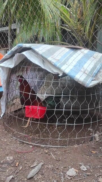 Gà Tre Cuban Hatch. Mua bán Gà tại Huyện Chợ Gạo Tiền Giang được đăng bởi chí hình 1