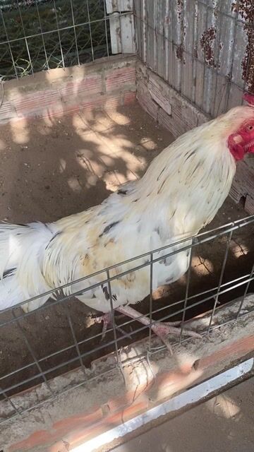 bướm 3kg3. Mua bán Gà tại Huyện Tân Hiệp Kiên Giang được đăng bởi Toàn hình 1