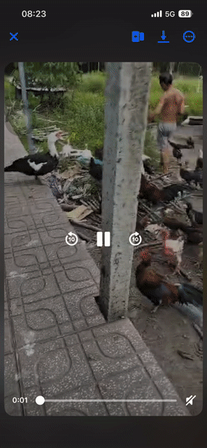 Gà thả vườn Khỏe mạnh. Mua bán Gà tại Huyện Bàu Bàng Bình Dương được đăng bởi Trường Sơn hình 1