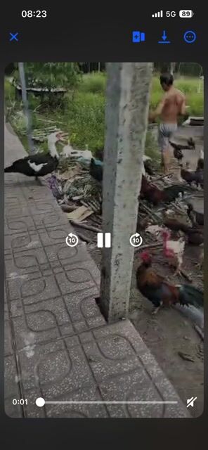 Gà thả vườn Khỏe mạnh. Mua bán Gà tại Huyện Bàu Bàng Bình Dương được đăng bởi Trường Sơn hình 1