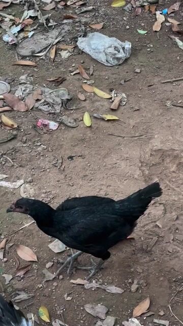 dạo này đi làm suốt ko có tg lên chia lại ae. Mua bán Gà tại Huyện Sóc Sơn Hà Nội được đăng bởi Phạm Thoả hình 1